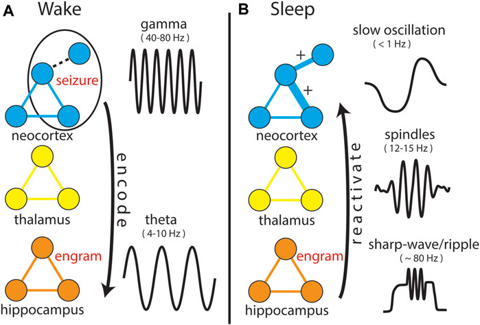 Review: seizure-related consolidation and the network theory of epilepsy
